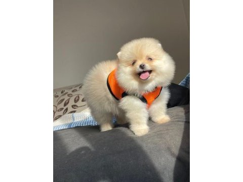 A kalite pomeranian boo köpeği