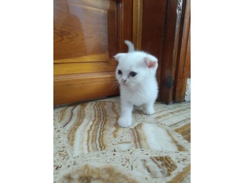 Scottish fold yavrular