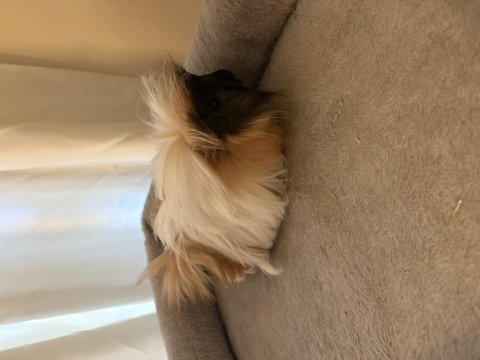 Yeni ginepig yavrularımıza aile olmak ister misiniz?