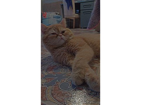 Exotic shorthair kedimiz