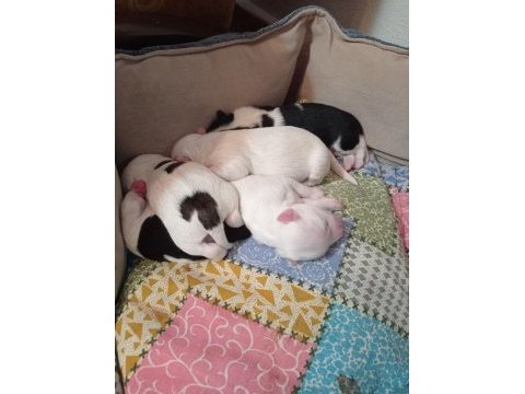 Tibet terrier 15 günlükler