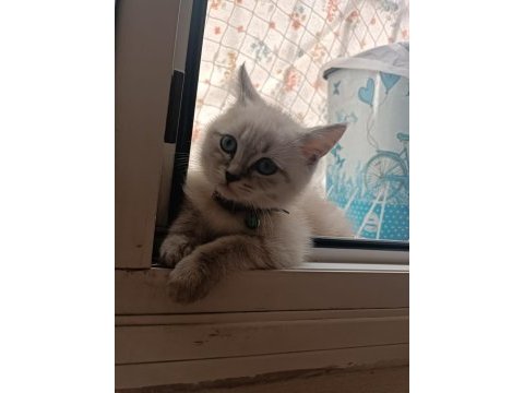British blue point