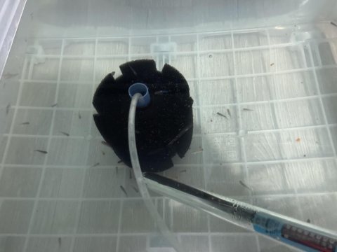 Mpanga ciklet yavrusu 60 adet vardı 1,5 2 cm