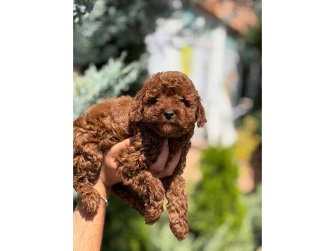 Irk garantili poodle