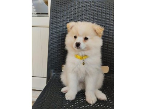 Pomeranian spitz