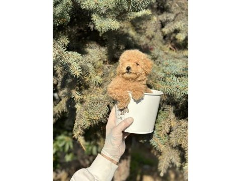 A+ maltipoo yavrular