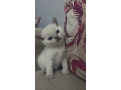 Melek kedilerim ilanda