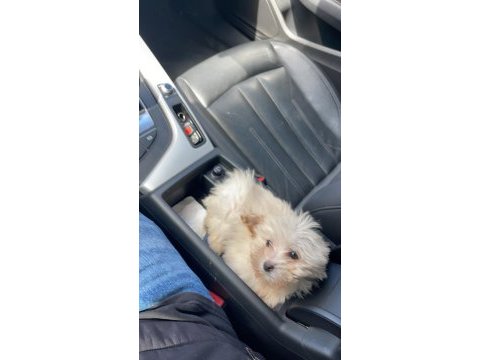 3 aylık aşıları tam karneli safkan 0 benden maltese