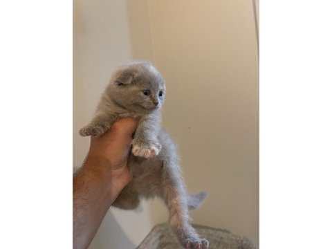 Kahve rengi scottish fold