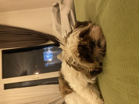 Sevimli shih tzu kızımız yeni yuvasını arıyor