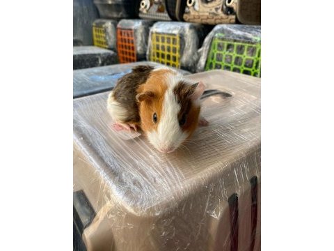 Guinea pig ler