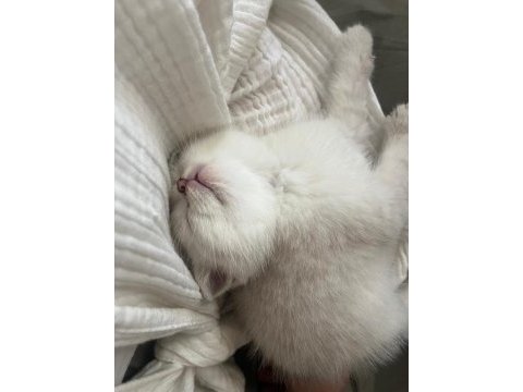 Masmavi orijinal british shorthair bebekler