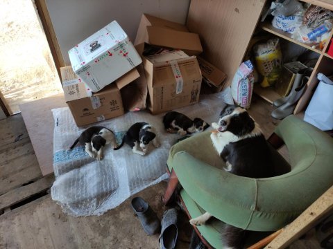 Border collie av köpeği melezi