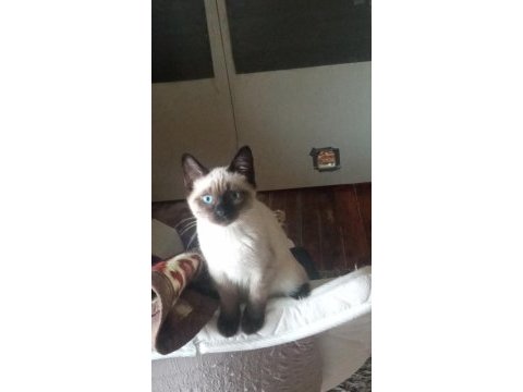 3 aylık siyam kedisi