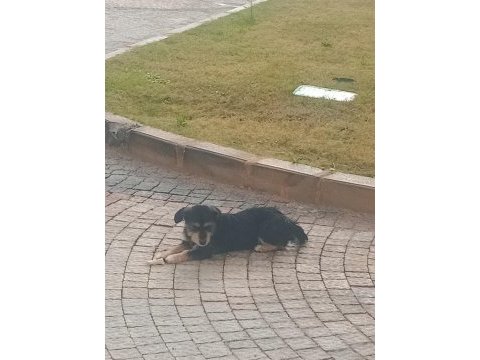 Küçük ırk şivava