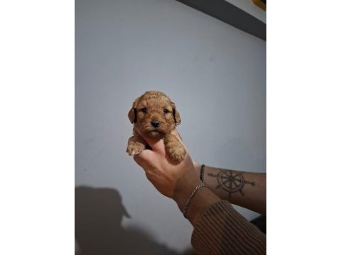 Oyuncaktan farksız poodle