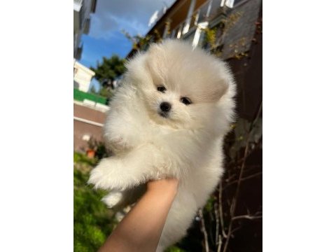 Sevimli pomeranian boo bebekler