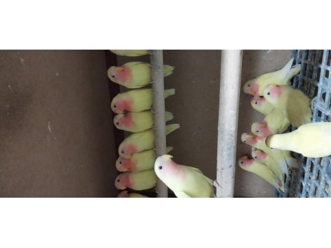 Sevda papağanları