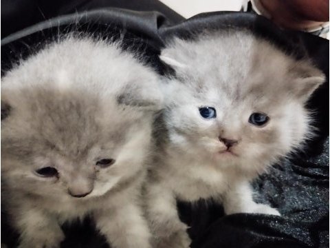 Scottish fold yavruları 25 günlük