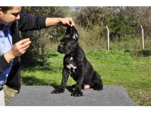 Şecere belgeli ırk ve sağlık garantili cane corso yavrular