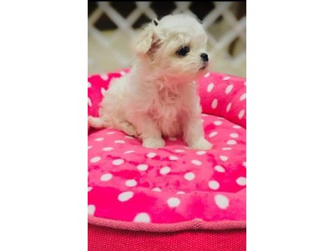 Teacup kore maltese secere belgeli