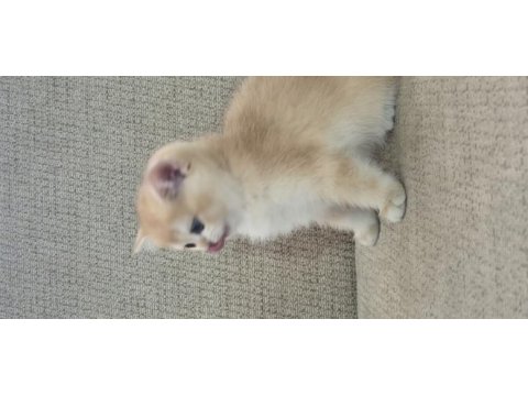Safkan cins garantili golden british shorthair