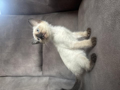 Mükemmel kalite siyam kedisi kızımız