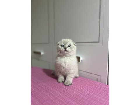 Ev ortamında büyüyen scottish fold yavrular