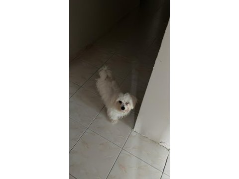 6 aylık maltese terrier