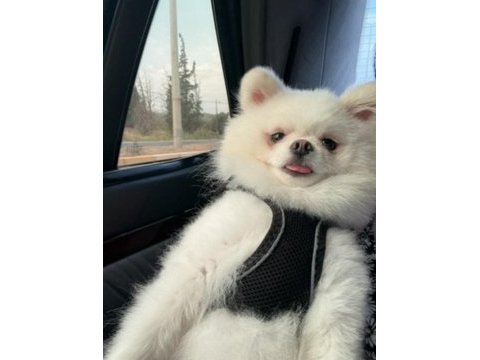 2 yaşında pomeranian prenses nova yeni yuvasını arıyor