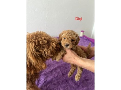 Red brown toy poodle yavru