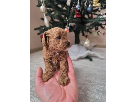 Safkan toy poodle erkek yavru sevecen, zeki ve oyncu dost
