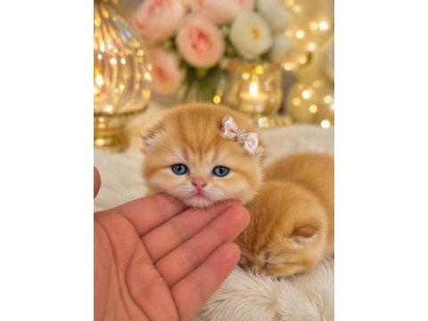 Golden british shorthair altın bebekler