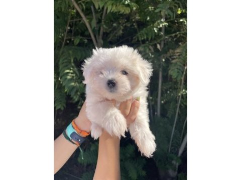Sevimli maltese terrier bebeklerimiz