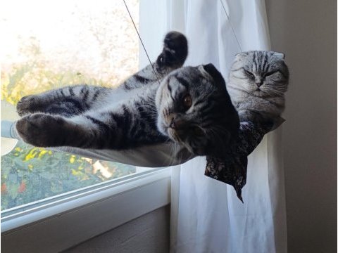 Sevgi pıtırcığı scottish fold