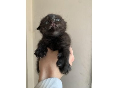Scottish fold yavru kedimiz