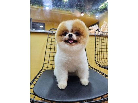 Oğluma eş arıyorum çiftleştirmek için pomeranian boo