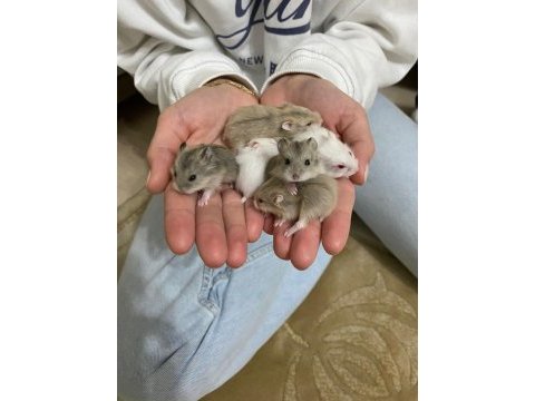Yavru hamsterlar
