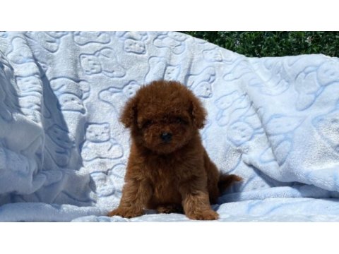Teacup toy poodle