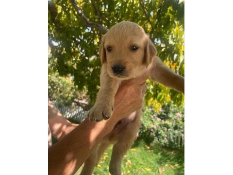 Kaliteli golden retriever yavrular teslime hazır