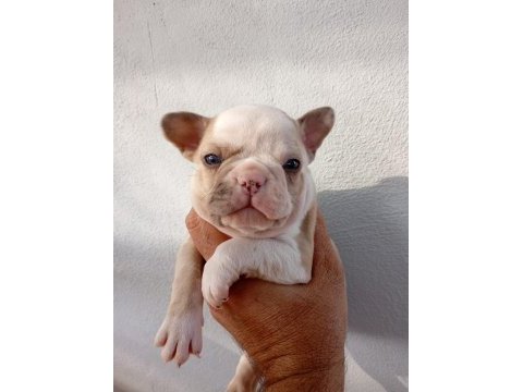 Meraklısına french bulldog