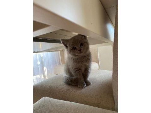 British shorthair dişi erkek yavrularım