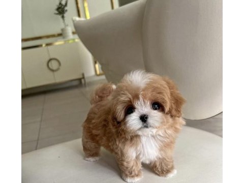 Kore maltipoo bebekler