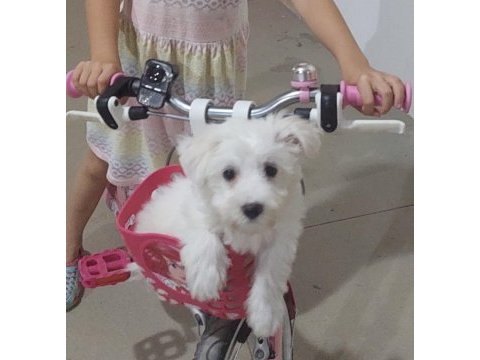 3,5 aylık erkek maltipoo