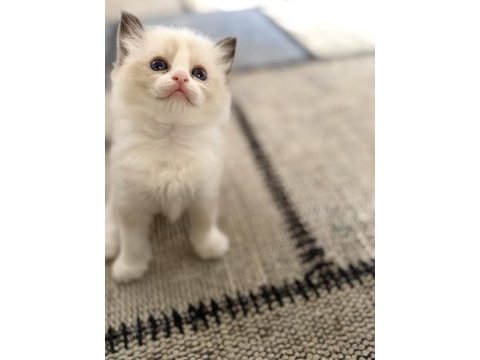 Ragdoll yavrular 40 günlük