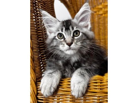 Maine coon dev yavru kediler uygun a veriyorum