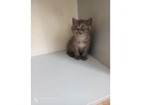 2 aylık british shorthair cinsi kediler