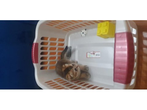 Black golden scottish fold erkek yavru