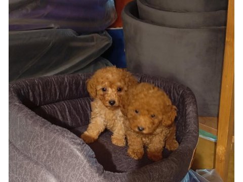 Poodle yavrularımız mini ve toy boy renk renk