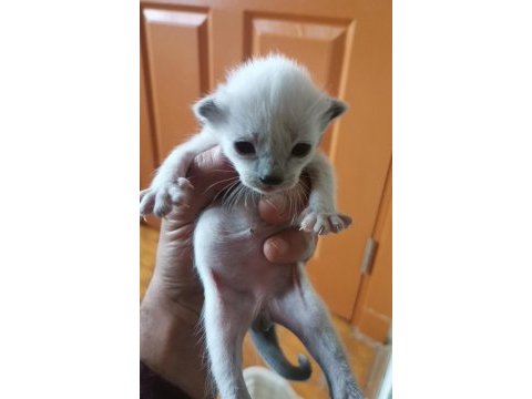 Safkan siyam kedisi yavruları